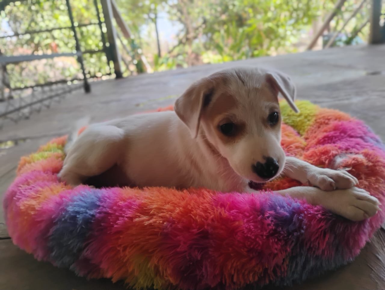 Lakshmi puppy