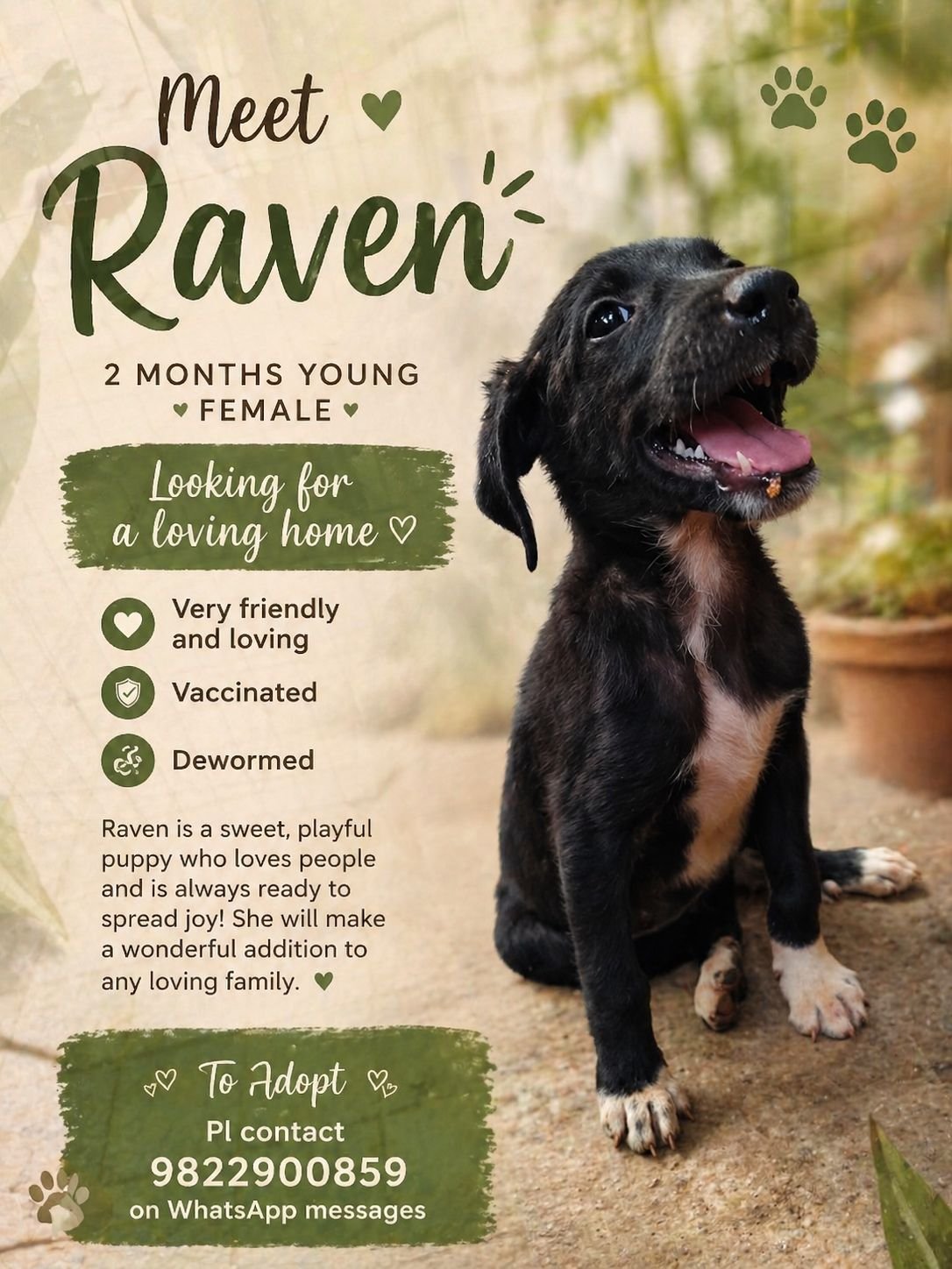 Raven puppy