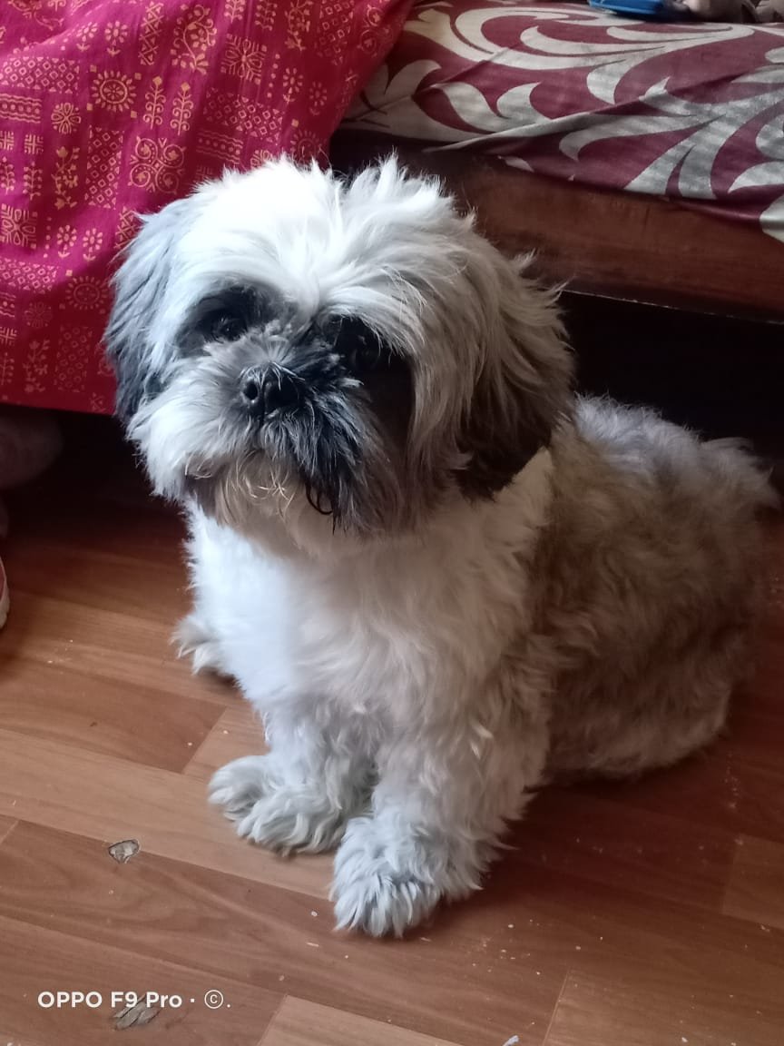 Steuart Shih Tzu puppy