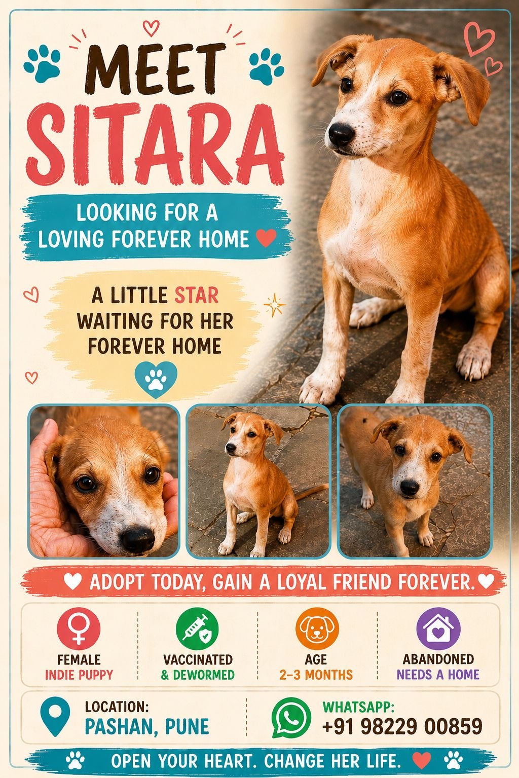 Sitara puppy