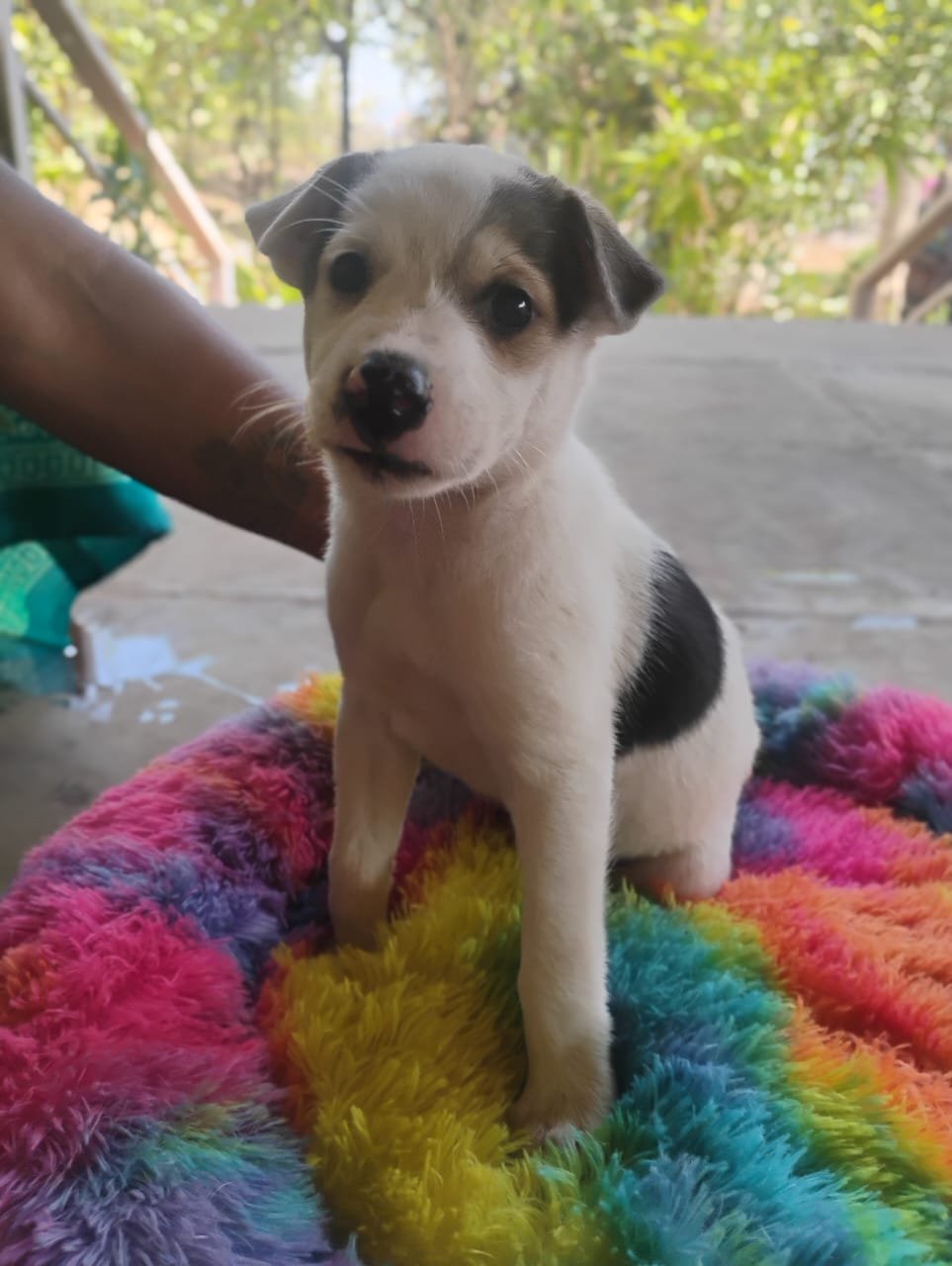 Tara puppy