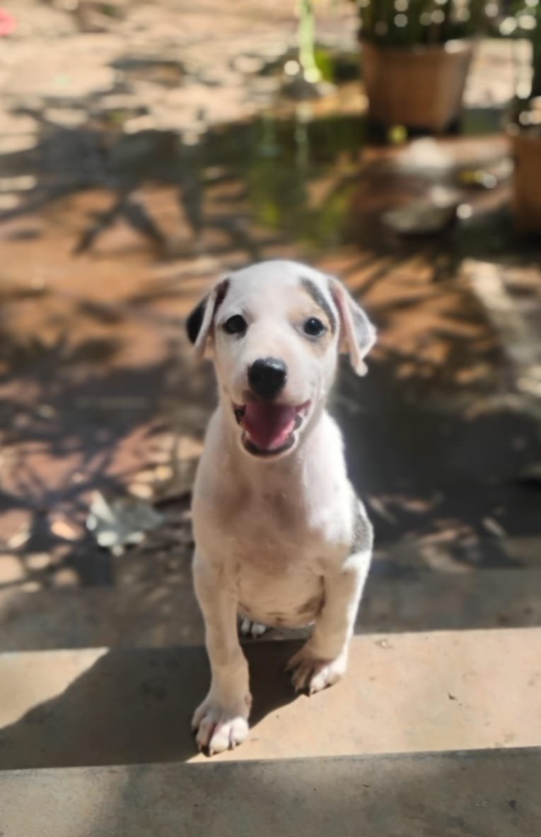 Vedaa puppy
