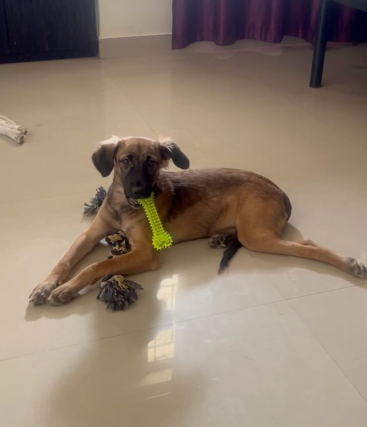 Recovered happy dog Bhoomi
