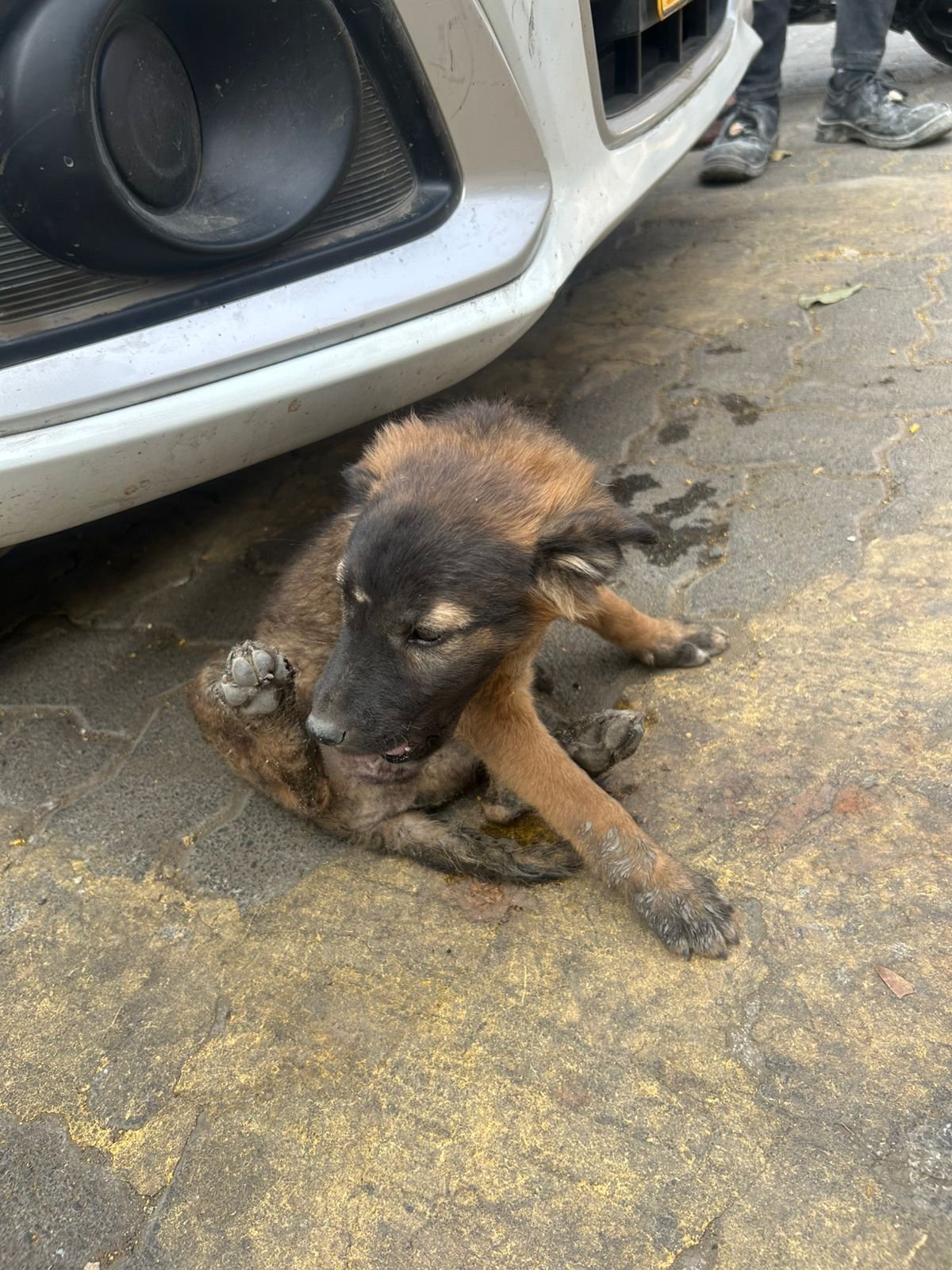 Injured sick dog Bhoomi